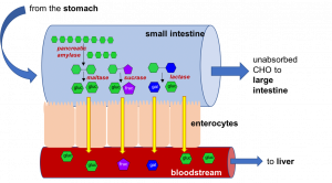 After digestion carbohydrates are split apart into monosaccharides. These are absorbed through the walls of the villi and into the capillary system, and then transported to the liver.