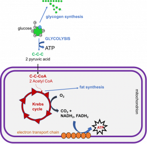 Glucose is catabolized in two ways: anaerobically during glycolysis, and aerobically in the Krebs cycle which takes place in cell mitochondria. Products of breakdown are ATP, NADH2, FADH2, CO2, and water