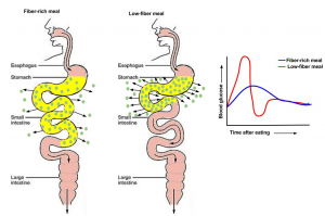 A fiber rich meal delays digestion and absorption, promoting satiety and increasing time between meals.