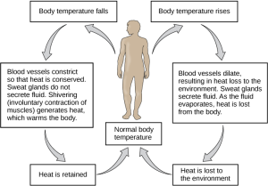 When body temperature falls, blood vessels constrict so that heat is conserved. Sweat glands do not secrete fluid. Shivering (involuntary contraction of muscles) generates heat, which warms the body so heat is retained. As body temperature rises like with exercise, blood vessels dilate, resulting in heat loss to the environment. Sweat glands secrete fluid. As the fluid evaporates, heat is lost from the body to the environment, leading back to normal body temperature.