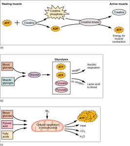 Resting muscle contains creatine phosphate, glucose, and some fatty acids. When muscle becomes active, energy for muscle contraction comes from each of these fuels in different processes - some anaerobic and some aerobic