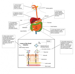 Vitamins are absorbed through the walls of the small intestine. Water soluble into the blood, fat soluble packaged with dietary fats and absorbed into the lacteal.