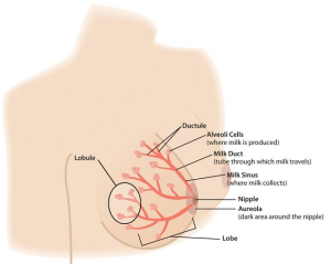 6.3: The Skull - Medicine LibreTexts