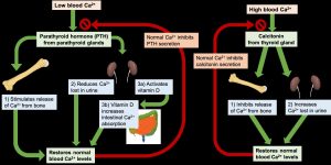 Blood calcium levels are tightly regulated by parathyroid hormone (PTH), vitamin D, and calcitonin. PTH stimulates calcium release from bone and tells kidneys to retain calcium and activate vit D which icreases intestinal absorption of calcium. These actions raise blood calcium levels. When calcium levels are high, calcitonin is released from the thyroid gland, working opposite of PTH, lowering blood calcium levels. When calcium homeostasis is reached, calcitonin and PTH release is inhibited.