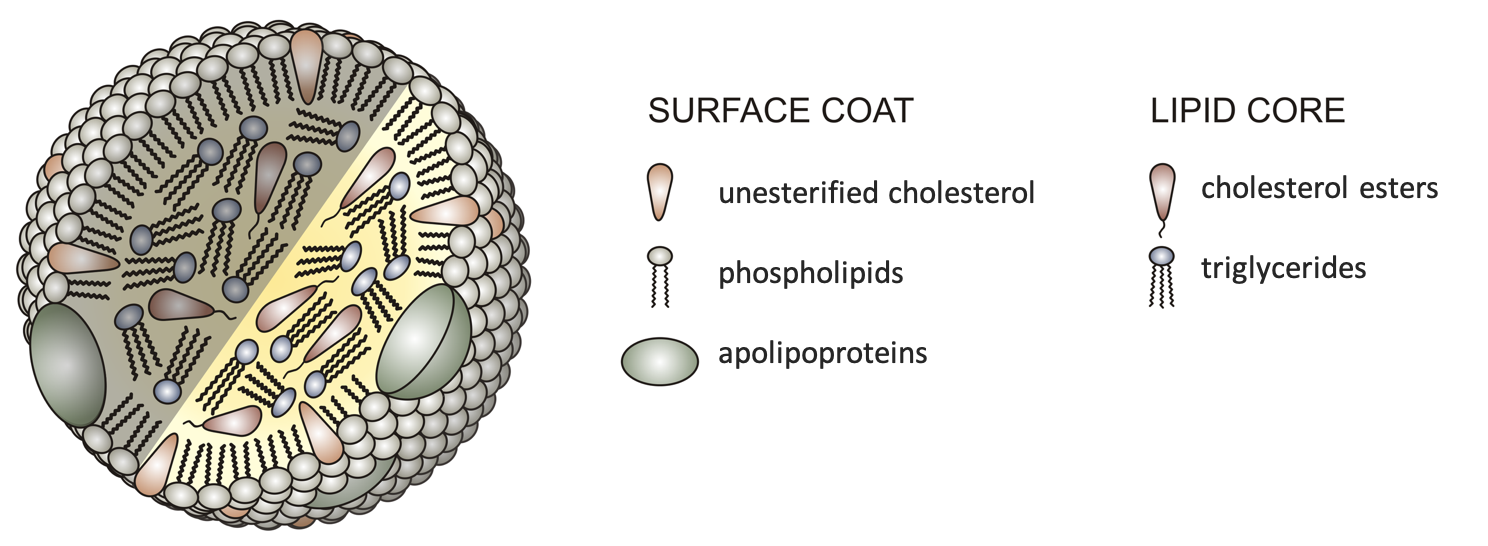 A cartoon diagram shows the basic structure of all lipoproteins, with triglycerides and cholesterol esters in the lipid core, and phospholipids, apolipoproteins, and unesterified cholesterol making up the surface coat. 