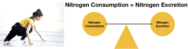 Nitrogen balance is illustrated by a balance scale being equally balanced by nitrogen consumption and excretion. A healthy women exercising is also pictured. 