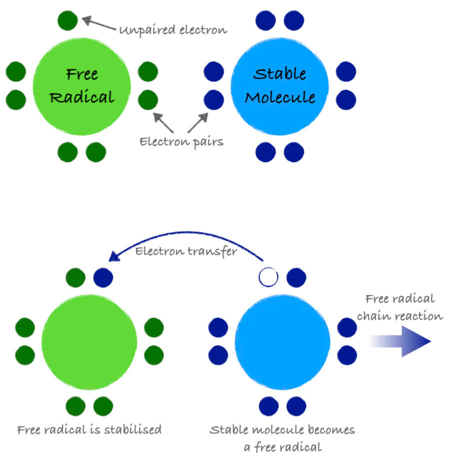 At top, a free radical is depicted as a large green circle with 3 sets of paired electrons and 1 unpaired electron. A stable molecule is depicted as a large blue circle surrounded by 4 pairs of electrons. On the bottom, the green free radical is shown as stabilized by accepting one of the blue electrons, but this makes the blue molecule into a free radical, initiating a free radical chain reaction.