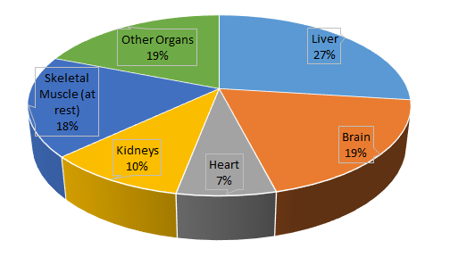 This is a pie chart representing the energy expended by vital organs. The liver makes up the largest part of this chart (27%), followed by the brain (19%), skeletal muscle at rest (18%), other organs (19%), kidneys (10%) and heart (7%). 