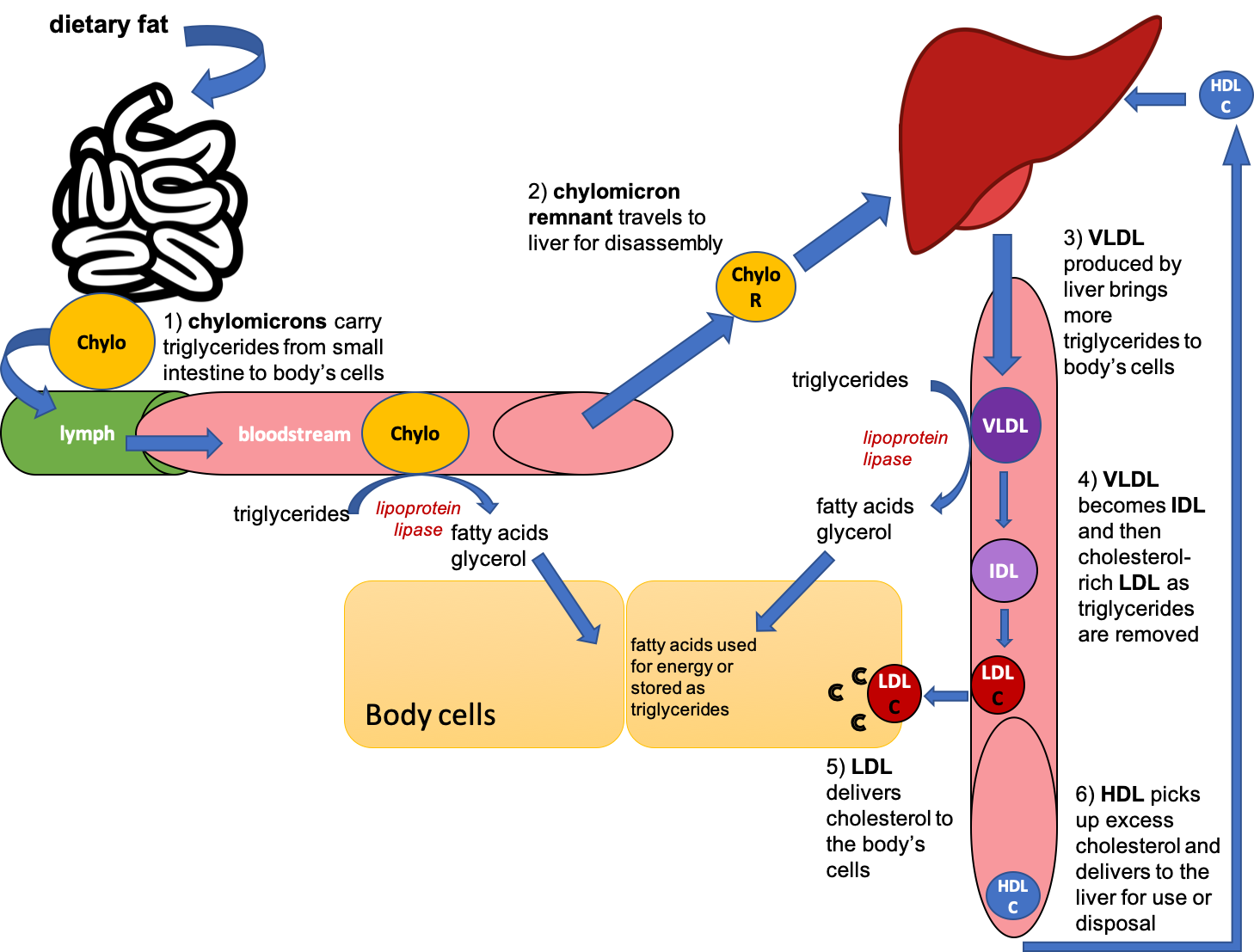 This cartoon diagram shows dietary fat entering the small intestine, being packaged in chylomicrons, and then being carried into the lymph and then bloodstream. Chylomicrons deliver triglycerides to the body's cells, and then chylomicron remnants travel to the liver. The liver produces VLDL, which also delivers triglycerides to the body's cells, and as triglycerides are removed, become IDL and LDL. HDL picks up excess cholesterol and returns it to the liver. 