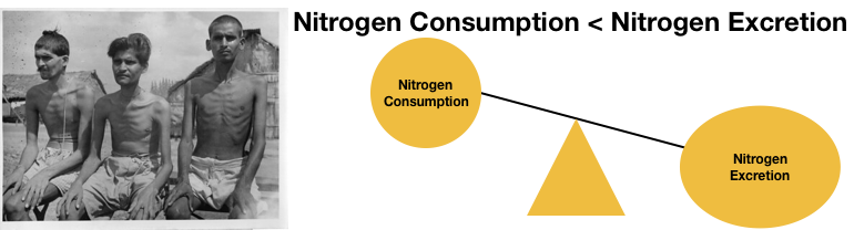 Negative nitrogen balance as illustrated here by a balance scale is when excretion outweighs consumption. Very giant Indian prisoners of war are also pictured. 