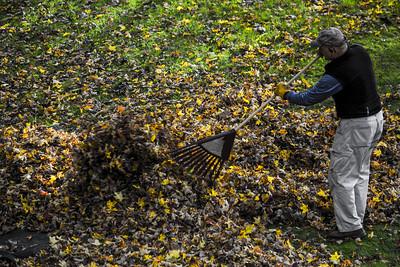 This is an example of NEAT. It is an older man out in the yard raking leaves. 