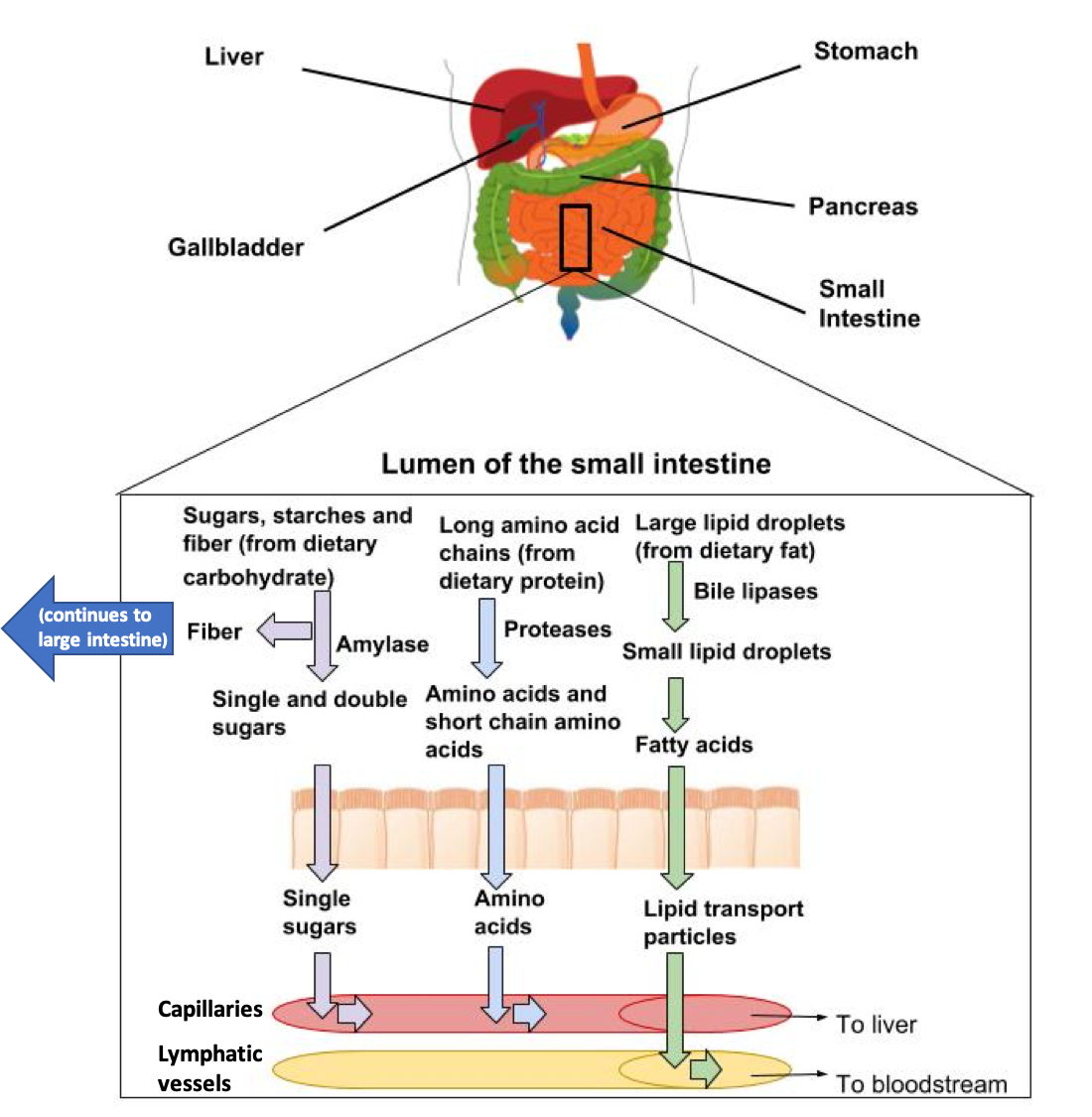 This image summarizes absorption from the lumen of the small intestine into the circulatory and lymphatic system. Smaller end products of digestion (single sugars and amino acids) get absorbed into the bloodstream where they are transported into the liver. Fatty acids cross absorptive cells where they are packaged into lipid transport particles and they enter lymphatic vessels and then meet up with the blood.