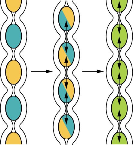 This diagram shows the process of segmentation in the intestines. The left panel shows the separation of chime, the middle panel shows the remixing of the chime by pushing it back together and the right panel indicates that the chime is being digested and absorbed.