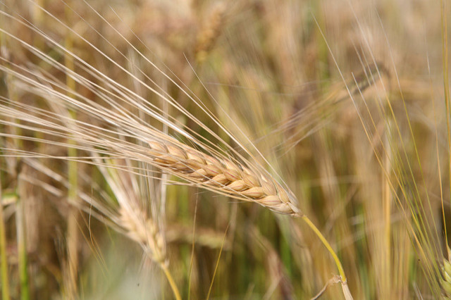 Wheat growing in a field.