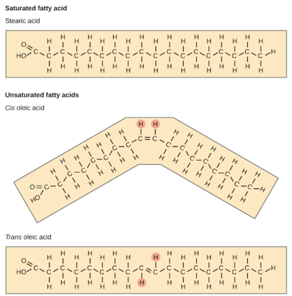 The chemical structure of three fatty acids are shown. At top is a saturated fatty acid. At center is the cis formation of an unsaturated fatty acid. At bottom is the trans formation of an unsaturated fatty acid.