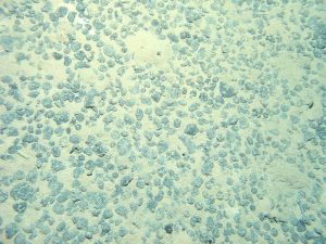 Manganese nodules on ocean floor.