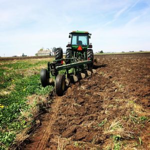 A moldboard plow pulled behind a tractor completely turns over the soil.