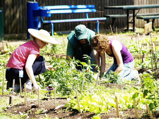 3 people planting vegetables