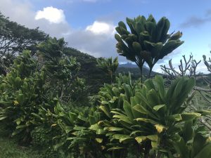 Ti leaf bushes and plumeria tree