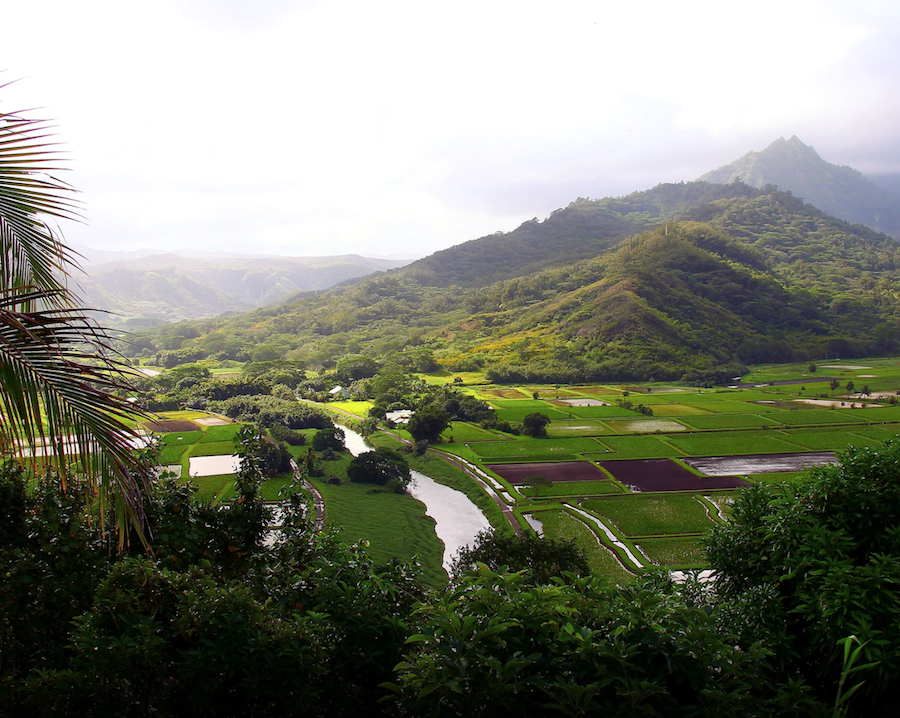 Taro being grow on the North Shore of Kauai