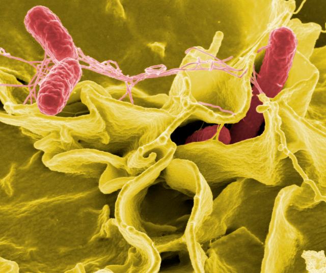 Salmonella virus