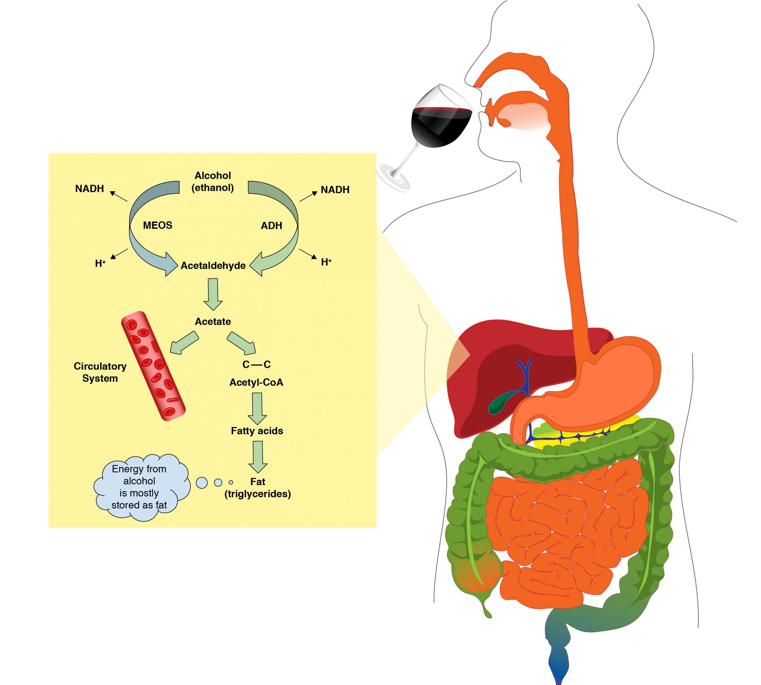 Human figure with view of disgestive system showing the alcohol metabolism pathway