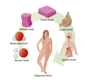 An illustration of the organization of life from atomic, to molecular, cellular, tissue, organ, system, and origanism level.