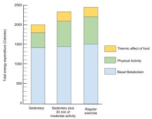 The Effect of Physical Activity on Energy Expenditure