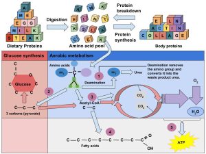 Detailed illustration of amino acids being broken down and going through glucose synthesis and aerobic metabolism to create ATP energy