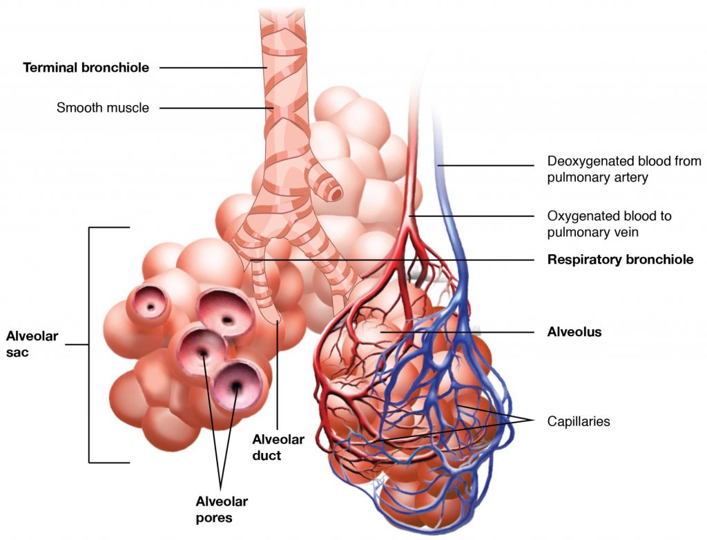 Bronchioles lead to alveolar sacs in the respiratory zone, where gas exchange occurs.