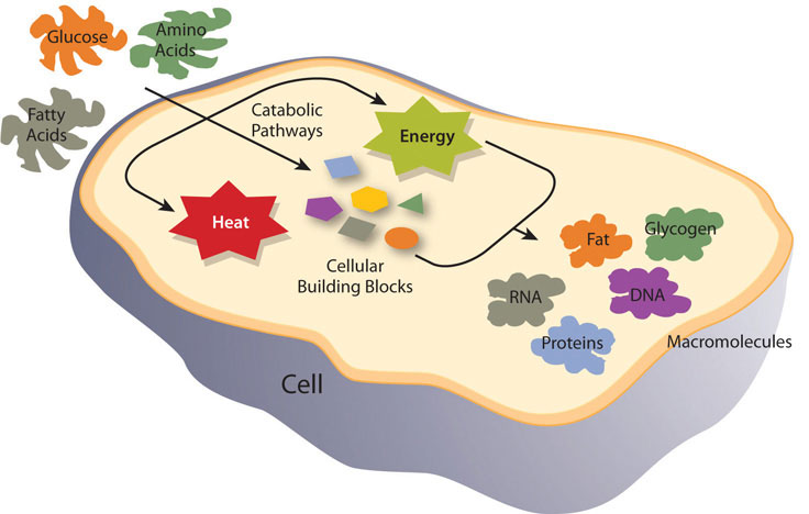 Illustration showing metabolic pathways of a cell - glucose, fatty acids, and amino acids are processed inside a cell producing energy and heat which are used by or become macromolecules: fat, glycogen, RNA, DNA, Pproteins.