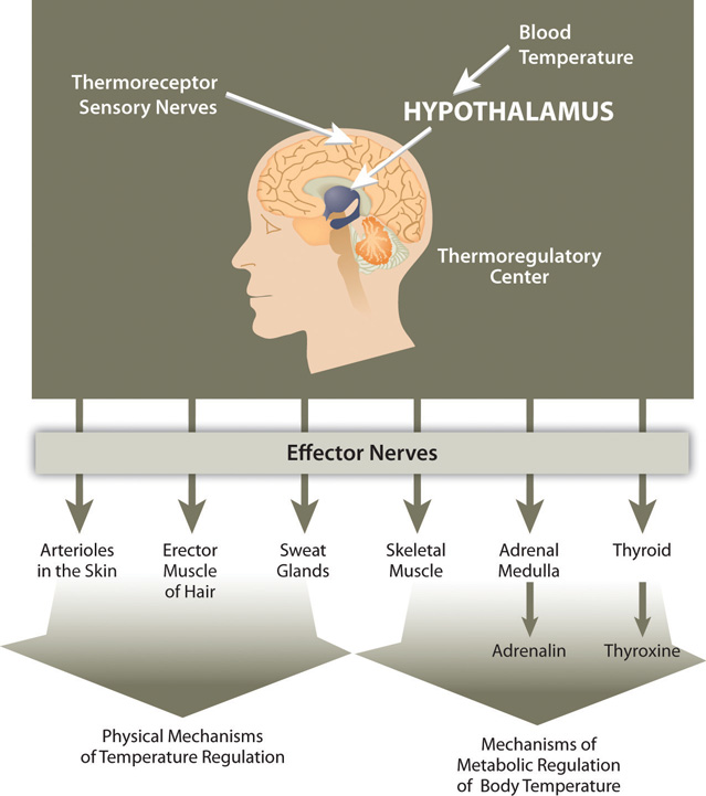 Diagram showing the Thermoregulatory Center: Thermoreceptor Sensory Nerves, Blood Temperature, Hypothalmus. Effector nerves go from the center and point/affect arterioles in the skin, rector muscle of hair, sweat glands, which are physical mechanisms of temperature regulation. Effector nerves go to skeletal muscle, adrenal medula (adrenalin), thyroid (thyroxine) as mechanisms of metabolic regulation of body temperature.