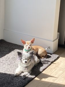 The author's chihuahuas sitting in on the floor in the sunshine.