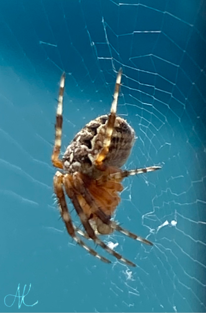 Close up photo of tan spinder with black stripes and white stripes on the legs clung to a web