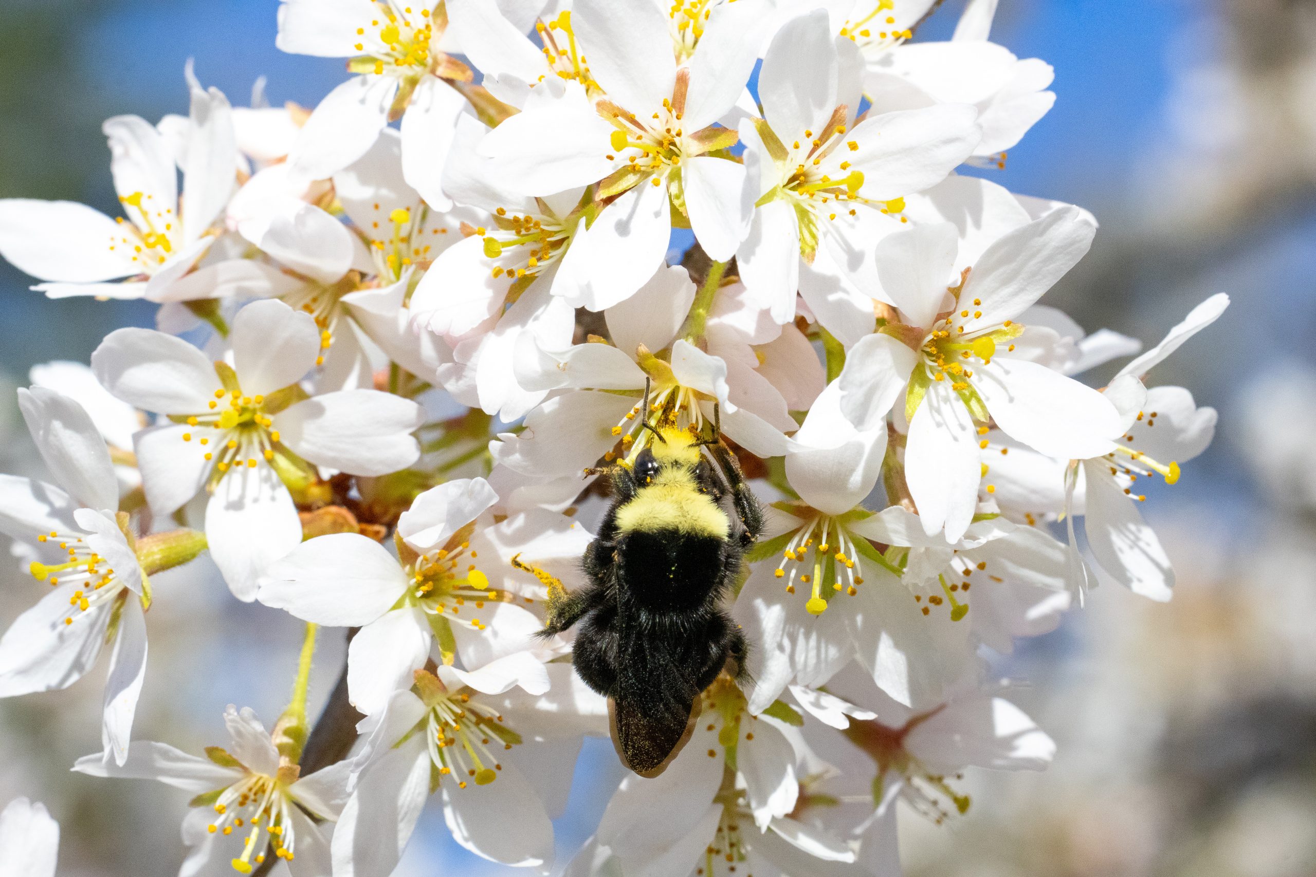 Color photograph of a bumblebee on white flowers