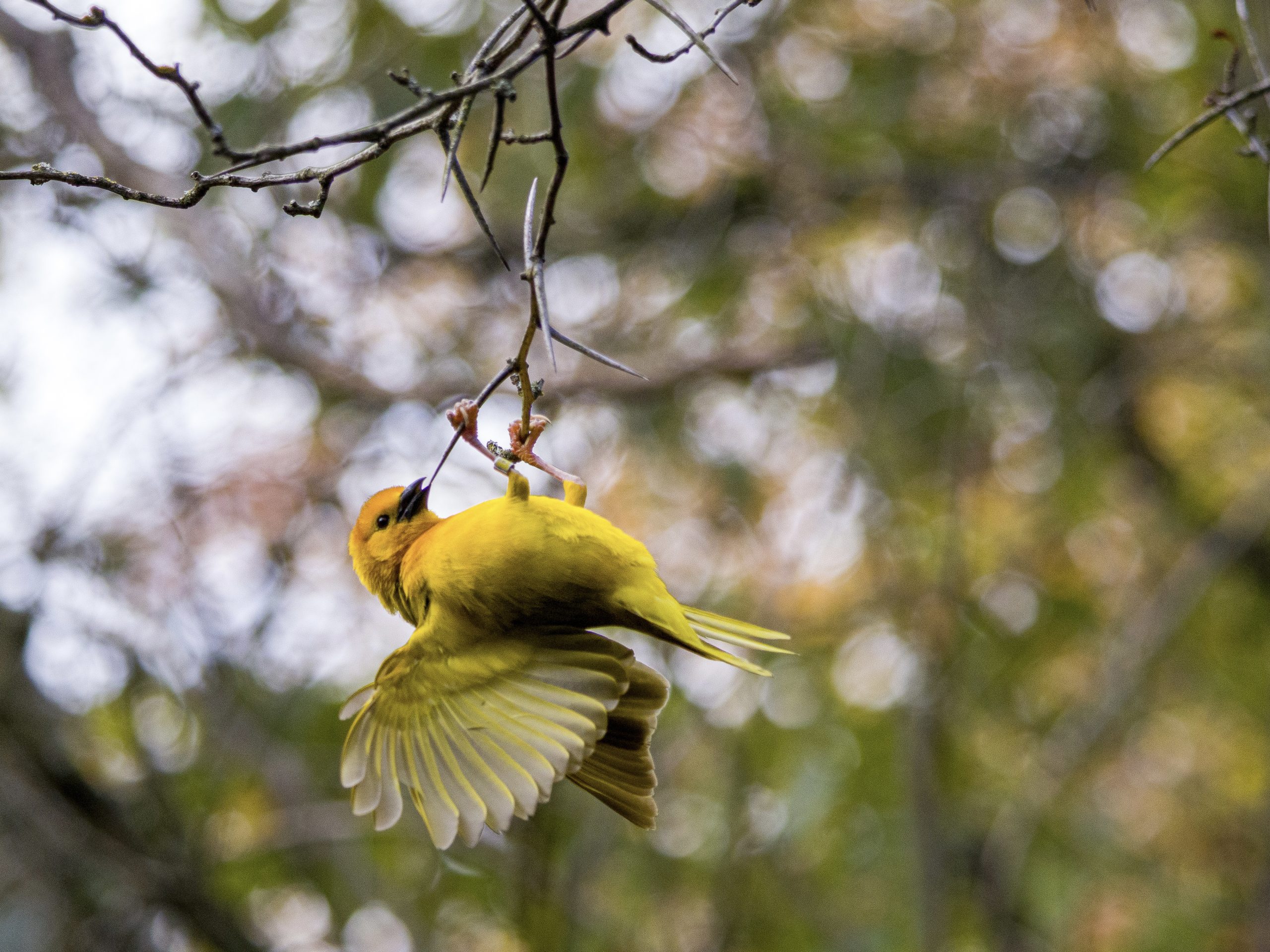 Color photograph of a yellow and green cape weaver bird upside down on a tree branch