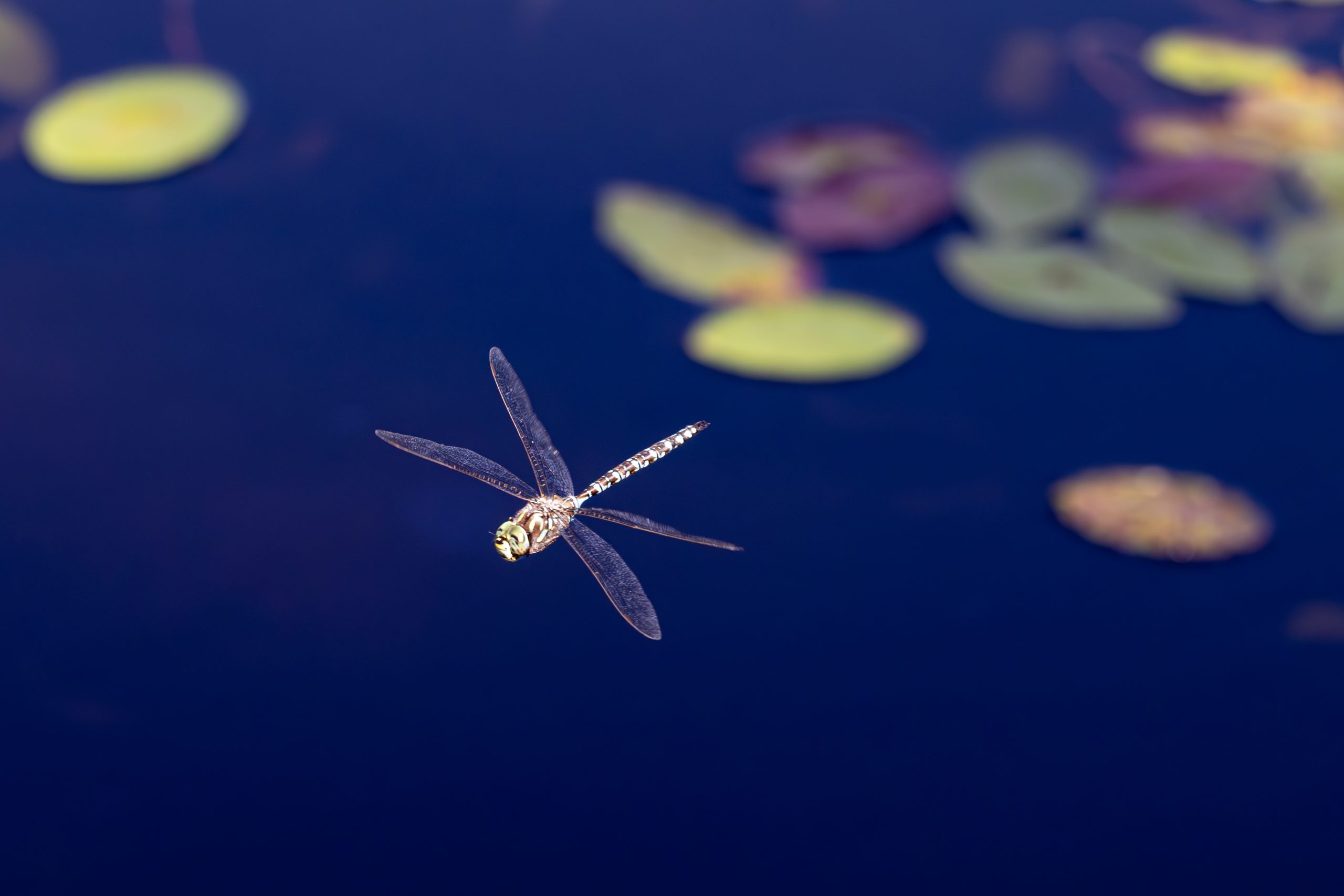 Photograph of a dragonfly against a background of lily pads