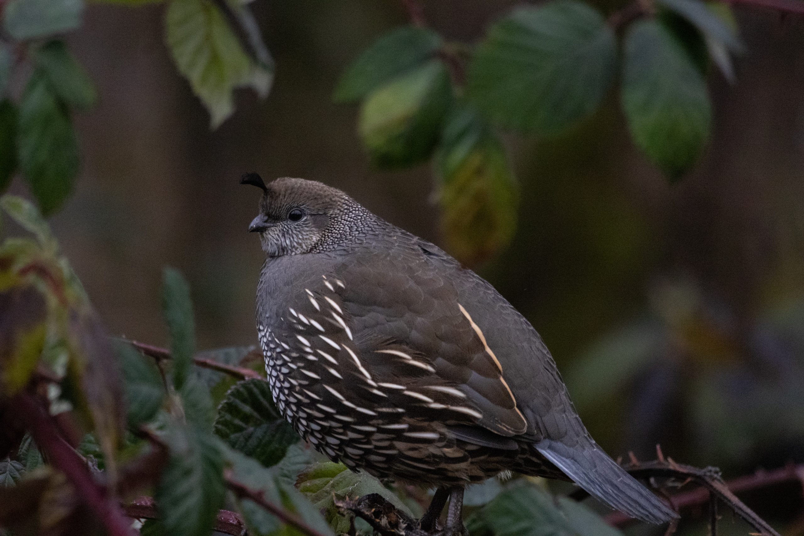 Color photograph of a quail perched on a bush