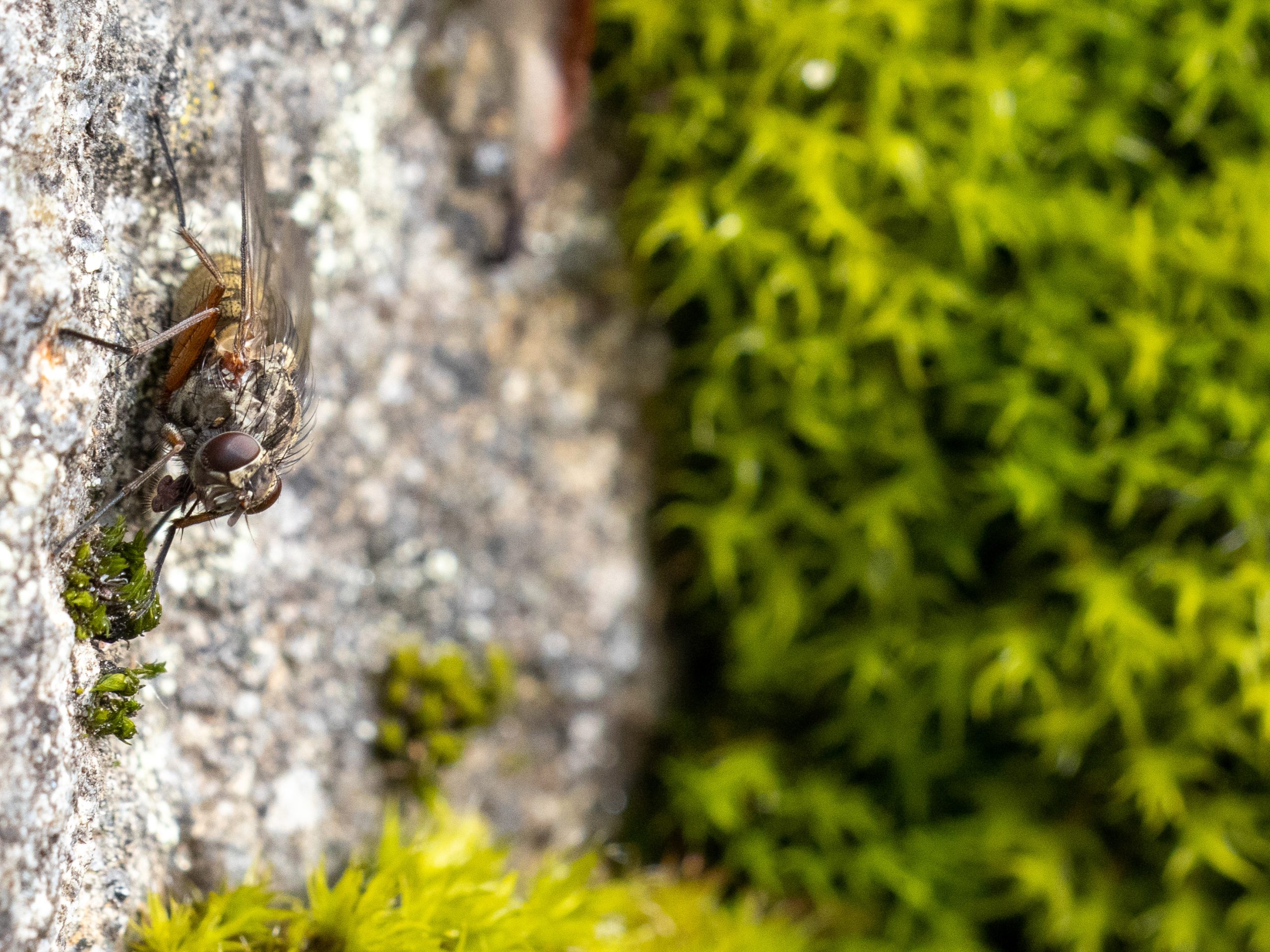 Color photograph of a fly on a rock surrounded by moss