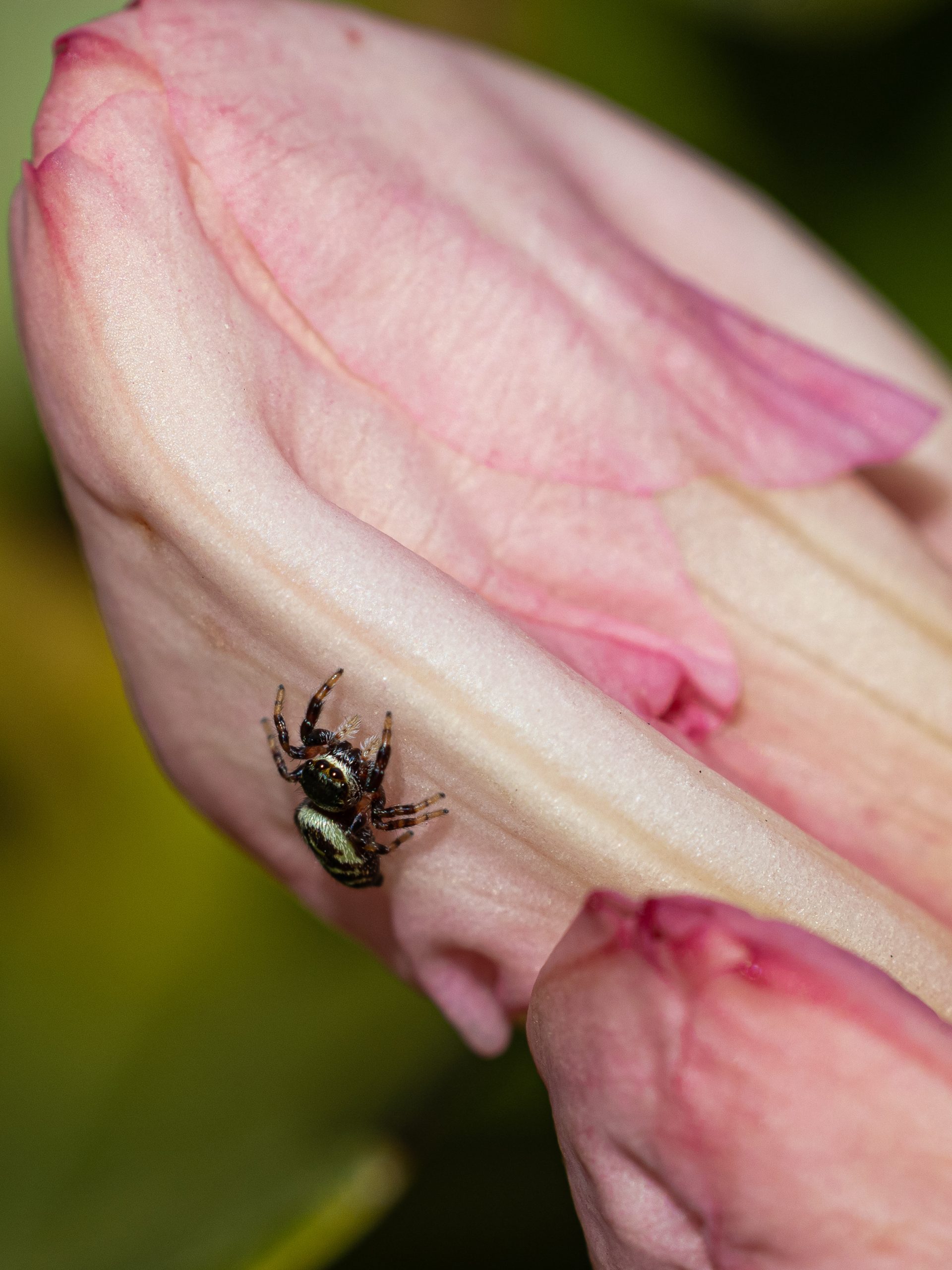 Color photograph of a jumping spider on a pink flower