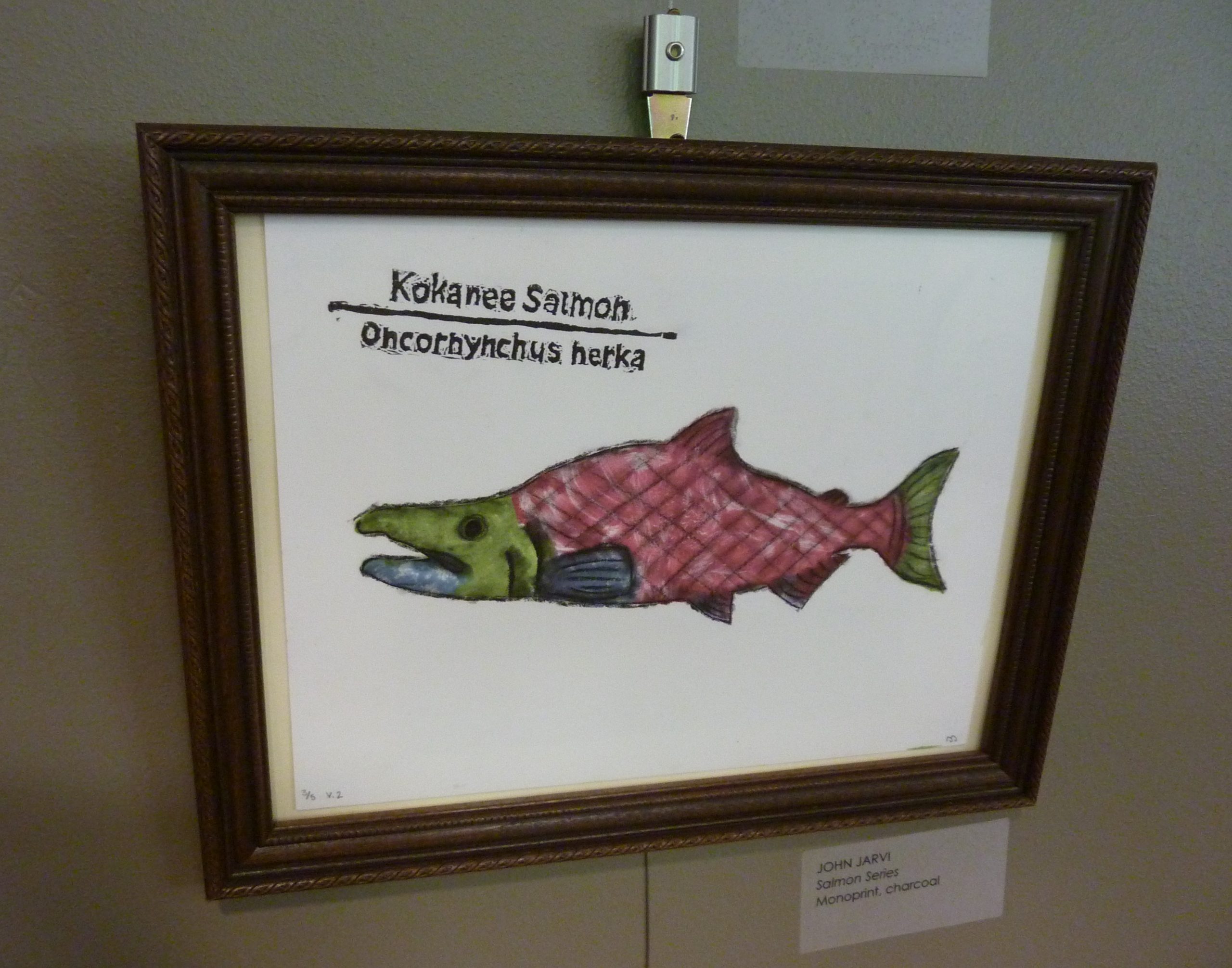 Artwork of a kokanee salmon with a plain background, and "kokanee salmon oncorhynchus herka" written above it. The salmon is pink with a green head and tail.