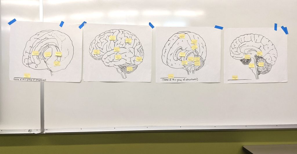 Brain posters on the classroom wall