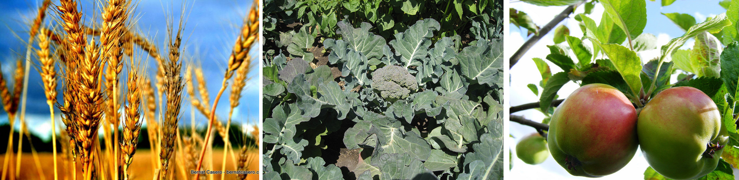 3 photos, from left to right: close-up photo of golden tops of wheat plants in a field, against a backdrop of a blue sky; a photo of a broccoli plant, showing broccoli florets surrounded by large, dark green leaves; photo of two apples, colored green and red, growing on a tree branch