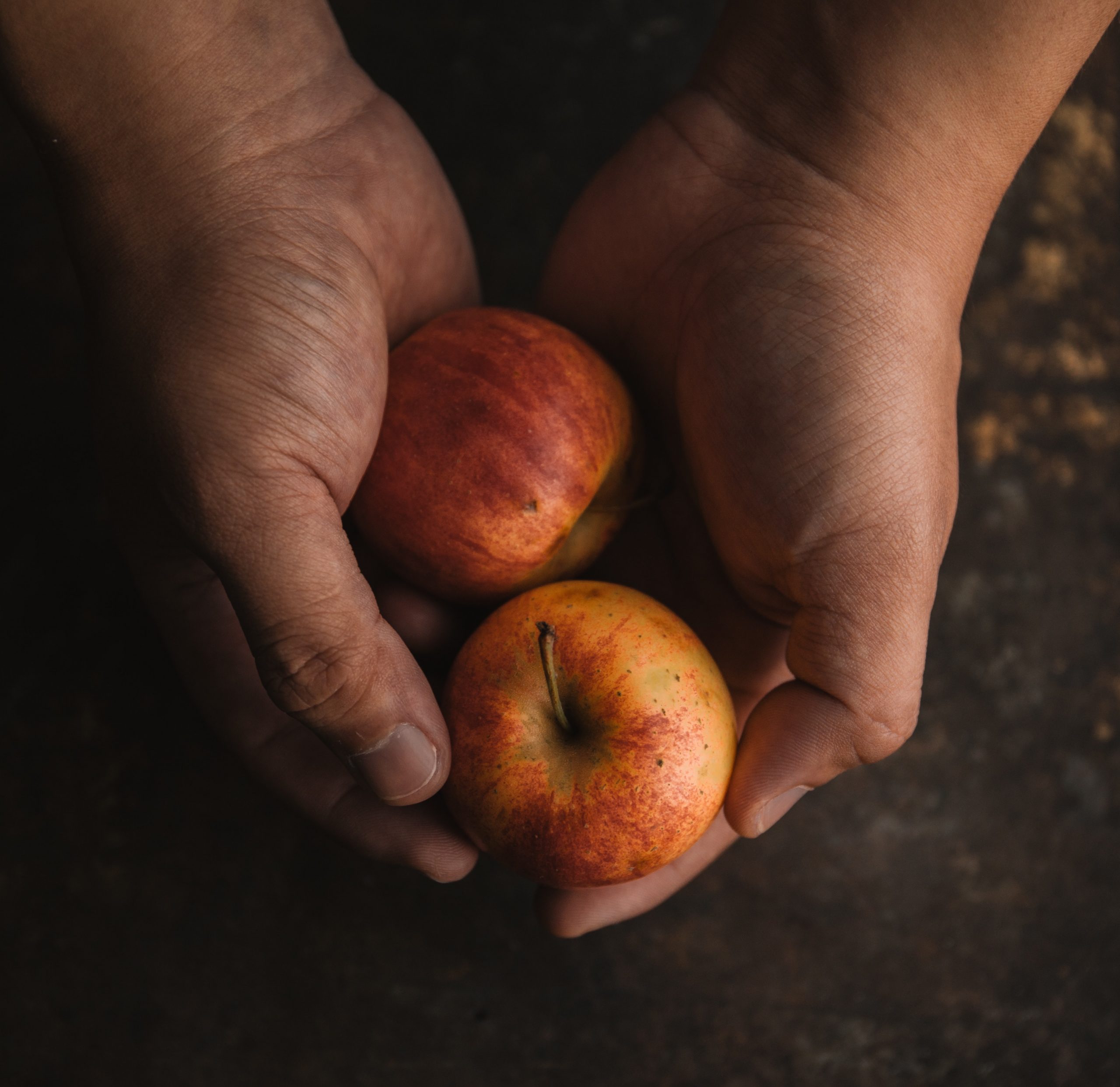 2 hands, brown with dirt, hold a single apple