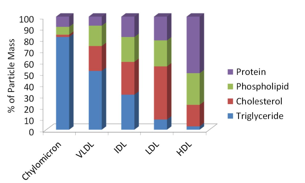 A bar graph compares the composition of different types of lipoproteins. From left to right, it shows that chylomicrons are dominated by triglycerides, and the percent of particle mass made up of triglycerides further decreases in this order: VLDL, IDL, LDL, and HDL. As the percent of particle mass from triglycerides decreases, the proportion of cholesterol, phospholipids, and protein increases.