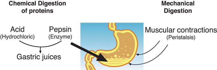 A cartoon shows protein digestion in the stomach. Chemical digestion occurs because of the HCl and pepsin present in the gastric juices. Mechanical digestion occurs because of muscular contractions or peristalsis in the stomach.