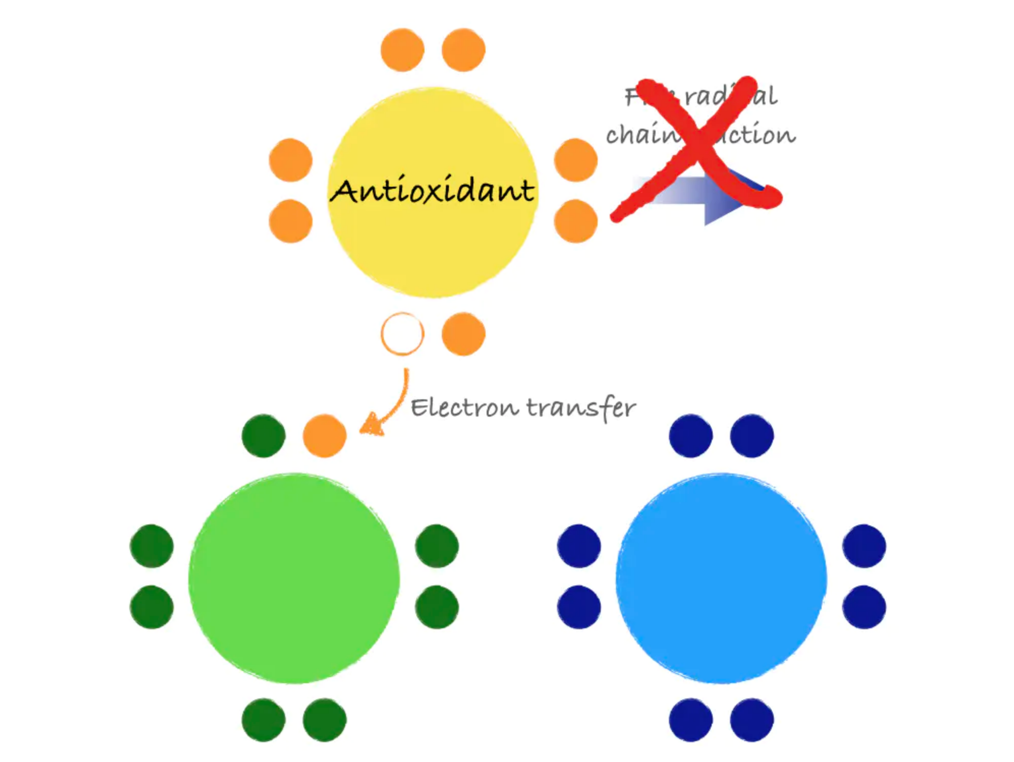 The diagram depicts the same green free radical and blue stable molecule as above. It also shows a yellow and orange antioxidant, which transfers an electron to the green free radical, stabilizing it. The words "free radical chain reaction" are shown with a red "X" over them, indicating that the chain reaction was prevented.