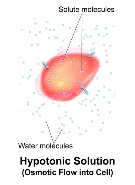 Illustration of Hypotonic IV Fluid Causing Osmotic Fluid Movement Into Cells