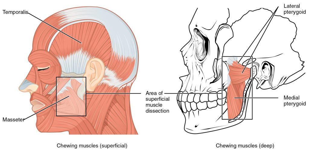Illustration showing human chewing muscles, with labels