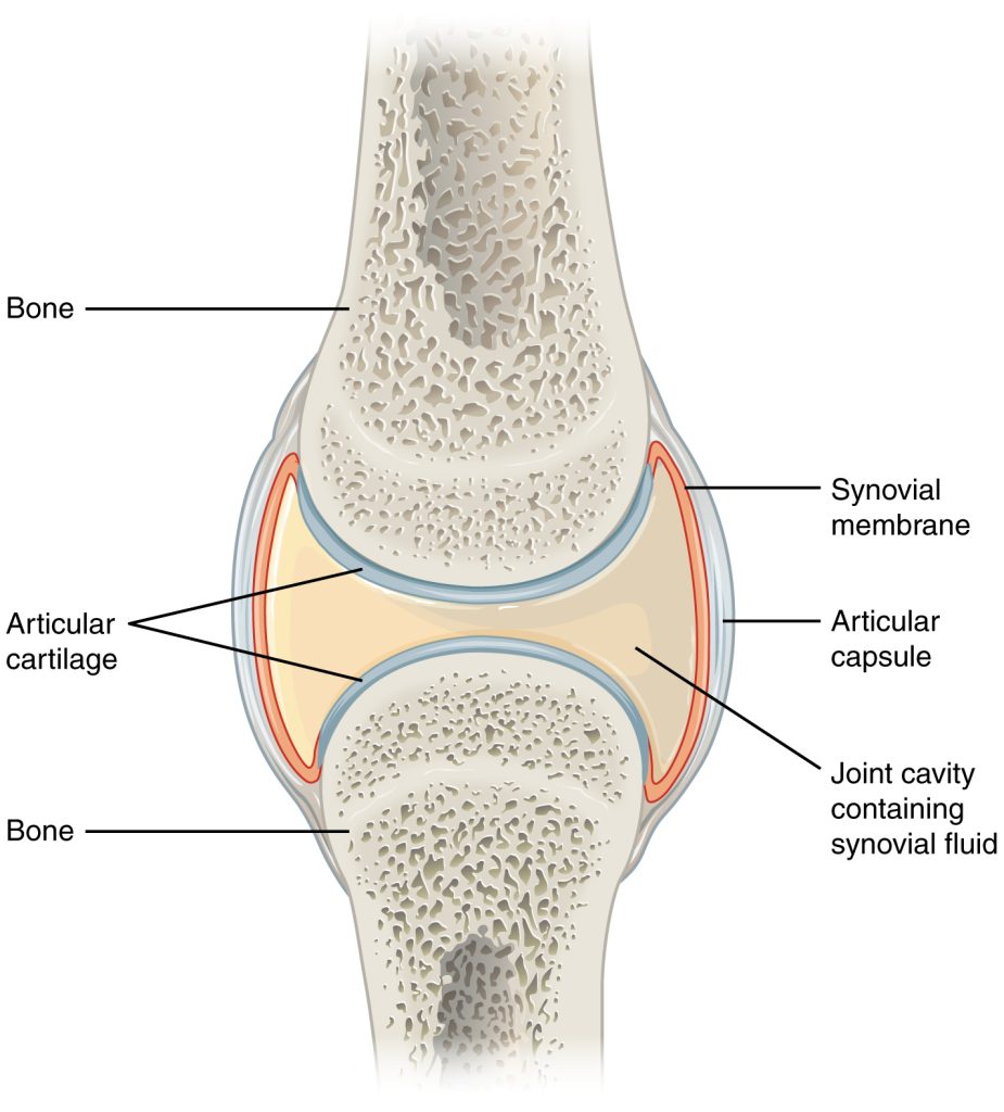 Medial collateral ligament: MedlinePlus Medical Encyclopedia Image